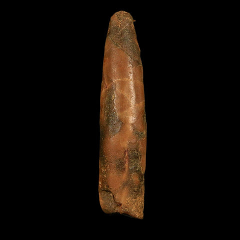 1.9" Rebbachisaurus Sauropod Fossil Tooth Early Cretaceous Dinosaur COA, Stand - Fossil Age Minerals