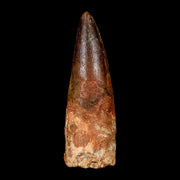 XL 3.9" Spinosaurus Fossil Tooth 100 Million Years Old Cretaceous Dinosaur COA