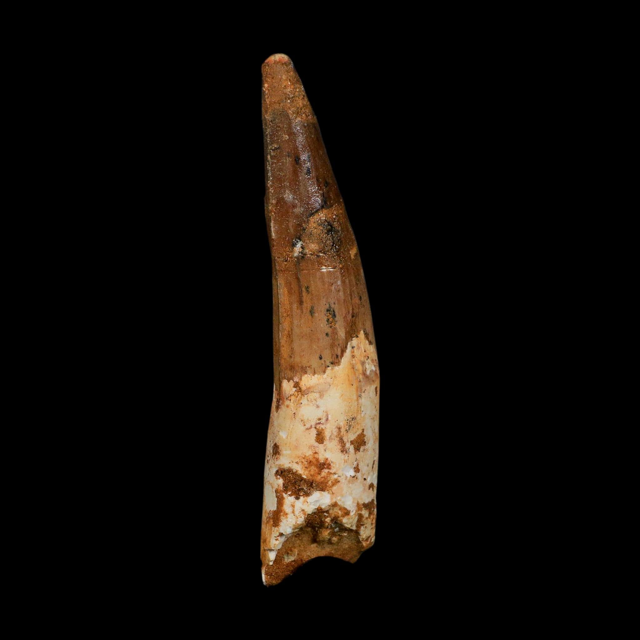 XL 4" Spinosaurus Fossil Tooth 100 Million Years Old Cretaceous Dinosaur COA