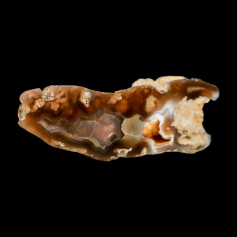 2.9" Agatized Coral Slab Fossil Oligocene and Miocene Epochs Tampa Bay Florida