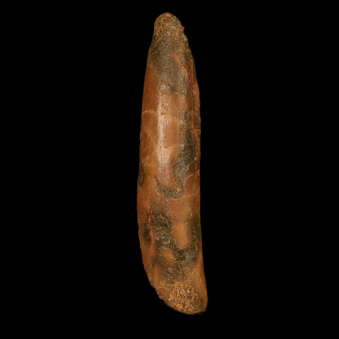 1.9" Rebbachisaurus Sauropod Fossil Tooth Early Cretaceous Dinosaur COA, Stand - Fossil Age Minerals