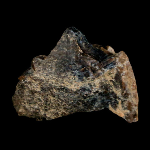 1.1" Tyrannosaurus Rex Fossil Bone Dinosaur Lance Creek Formation Wyoming COA