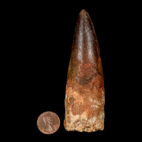 XL 3.9" Spinosaurus Fossil Tooth 100 Million Years Old Cretaceous Dinosaur COA - Fossil Age Minerals