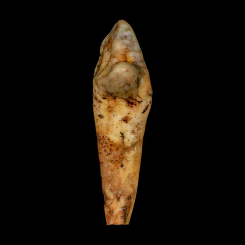 1.6" Extinct Cave Bear Ursus Spelaeus Incisor Tooth Rooted Pleistocene Age COA, Stand