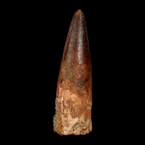 XL 3.9" Spinosaurus Fossil Tooth 100 Million Years Old Cretaceous Dinosaur COA - Fossil Age Minerals
