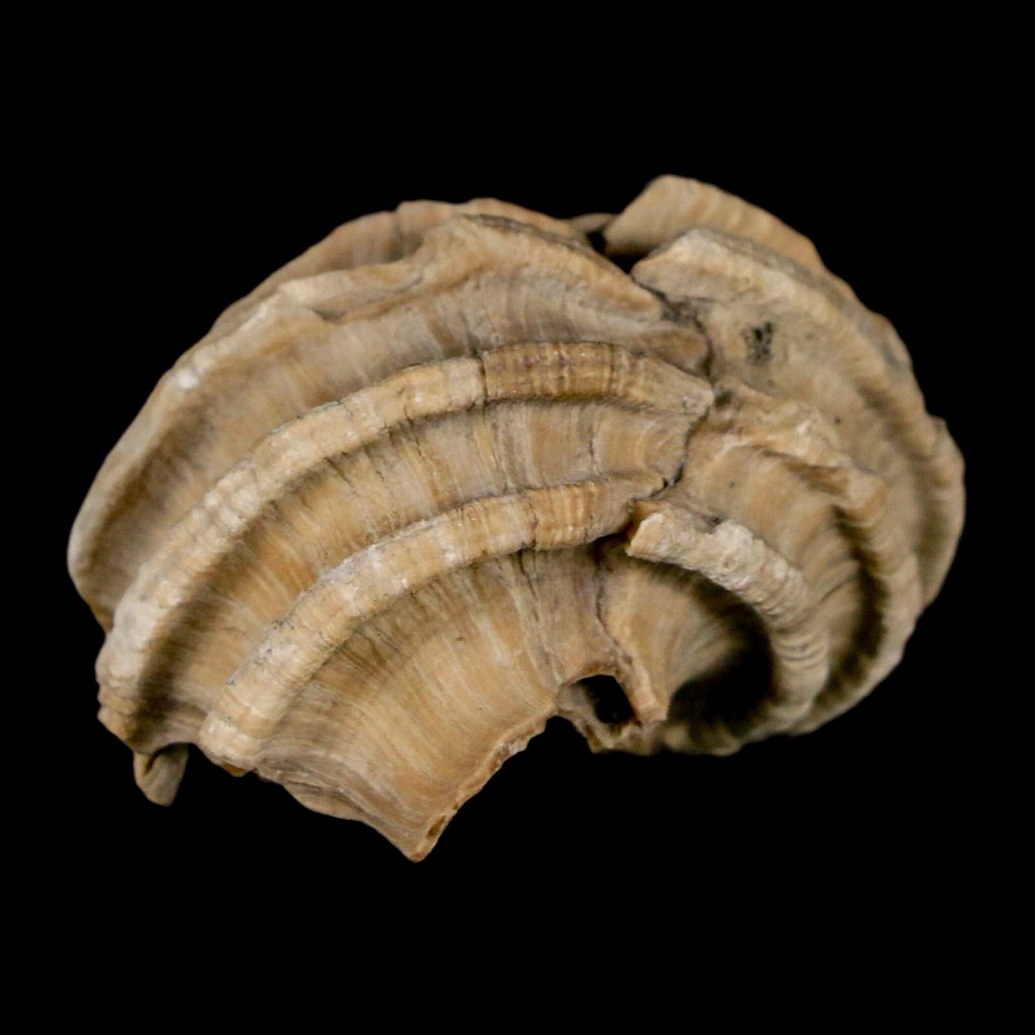 1.6" Ecphora Gardnerae Gastropod Fossil Shell Lee Creek Miocene Epoch North Carolina - Fossil Age Minerals