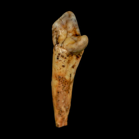1.6" Extinct Cave Bear Ursus Spelaeus Incisor Tooth Rooted Pleistocene Age COA, Stand