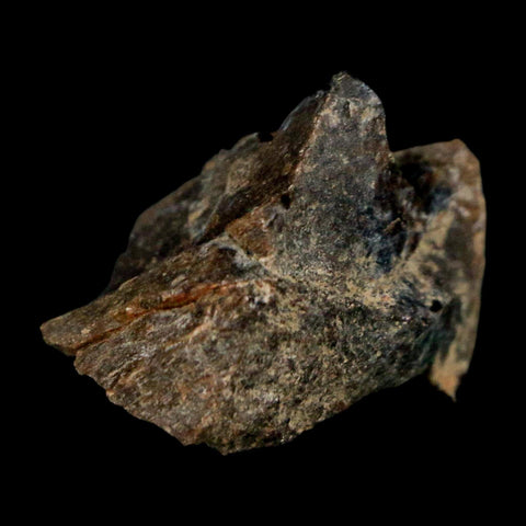 1.1" Tyrannosaurus Rex Fossil Bone Dinosaur Lance Creek Formation Wyoming COA