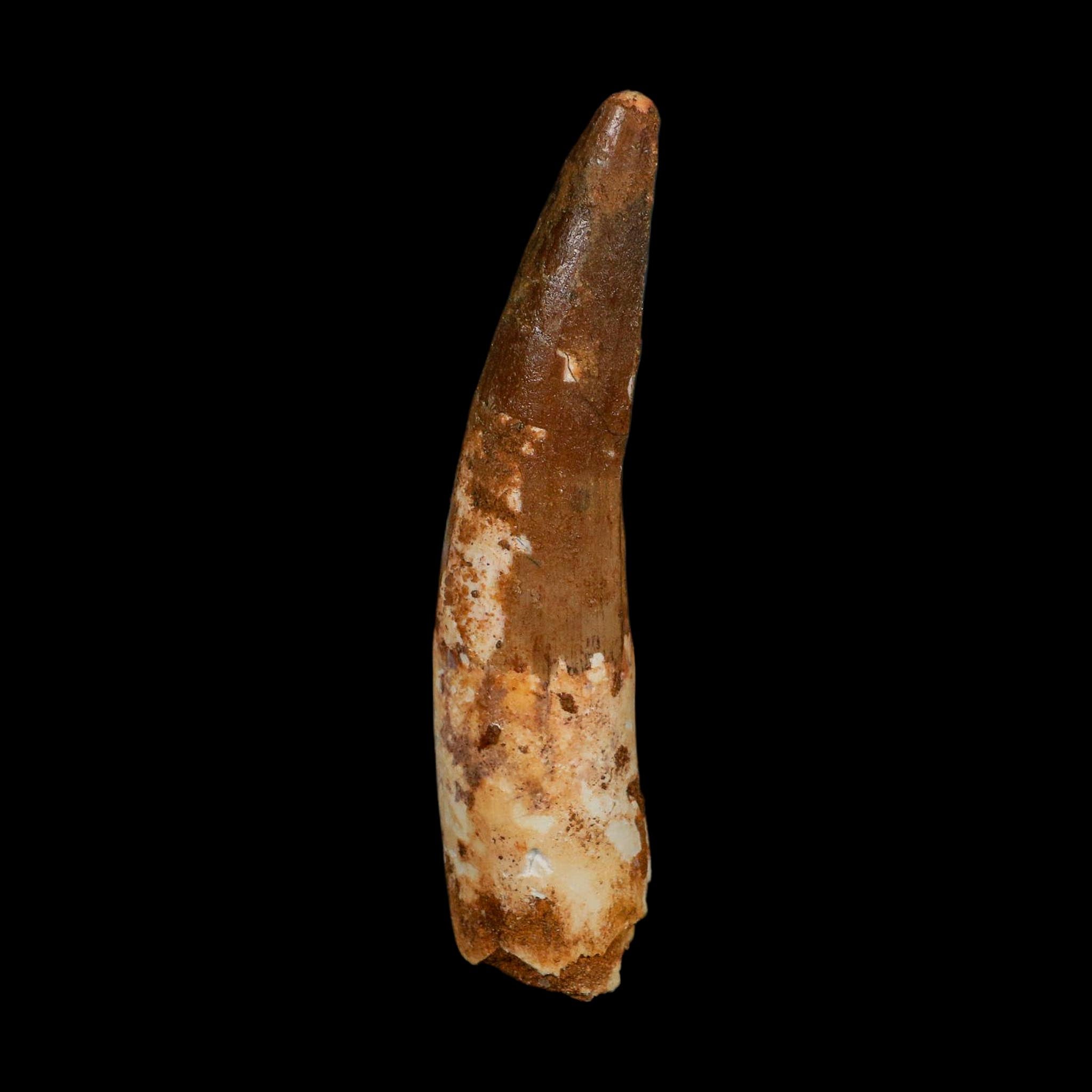 XL 4" Spinosaurus Fossil Tooth 100 Million Years Old Cretaceous Dinosaur COA