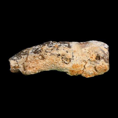 2.9" Agatized Coral Slab Fossil Oligocene and Miocene Epochs Tampa Bay Florida