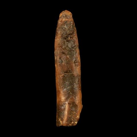 1.9" Rebbachisaurus Sauropod Fossil Tooth Early Cretaceous Dinosaur COA, Stand - Fossil Age Minerals