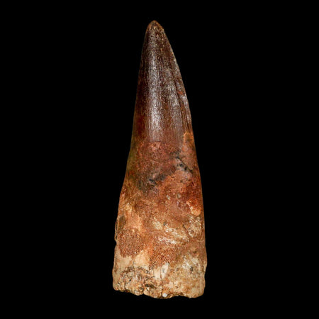 XL 3.9" Spinosaurus Fossil Tooth 100 Million Years Old Cretaceous Dinosaur COA