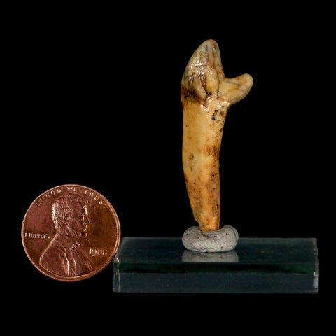 1.6" Extinct Cave Bear Ursus Spelaeus Incisor Tooth Rooted Pleistocene Age COA, Stand