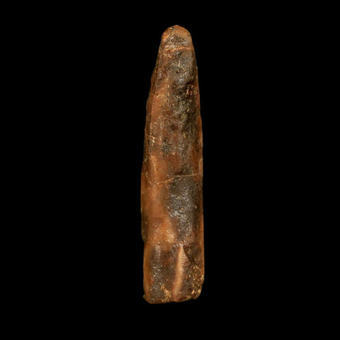 1.9" Rebbachisaurus Sauropod Fossil Tooth Early Cretaceous Dinosaur COA, Stand - Fossil Age Minerals