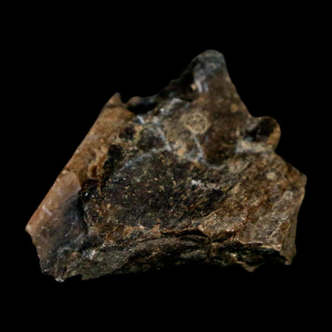 1.1" Tyrannosaurus Rex Fossil Bone Dinosaur Lance Creek Formation Wyoming COA