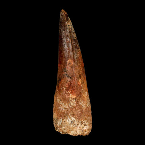 XL 3.9" Spinosaurus Fossil Tooth 100 Million Years Old Cretaceous Dinosaur COA - Fossil Age Minerals