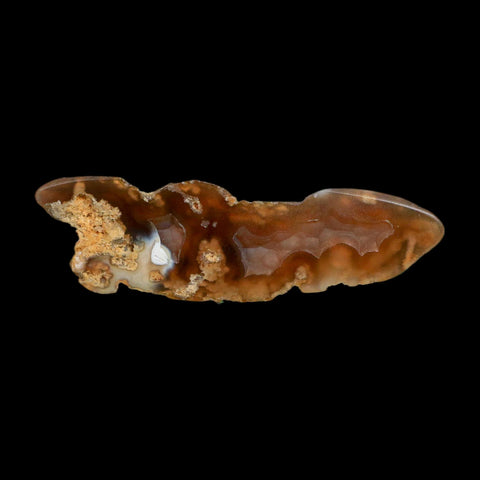 2.9" Agatized Coral Slab Fossil Oligocene and Miocene Epochs Tampa Bay Florida