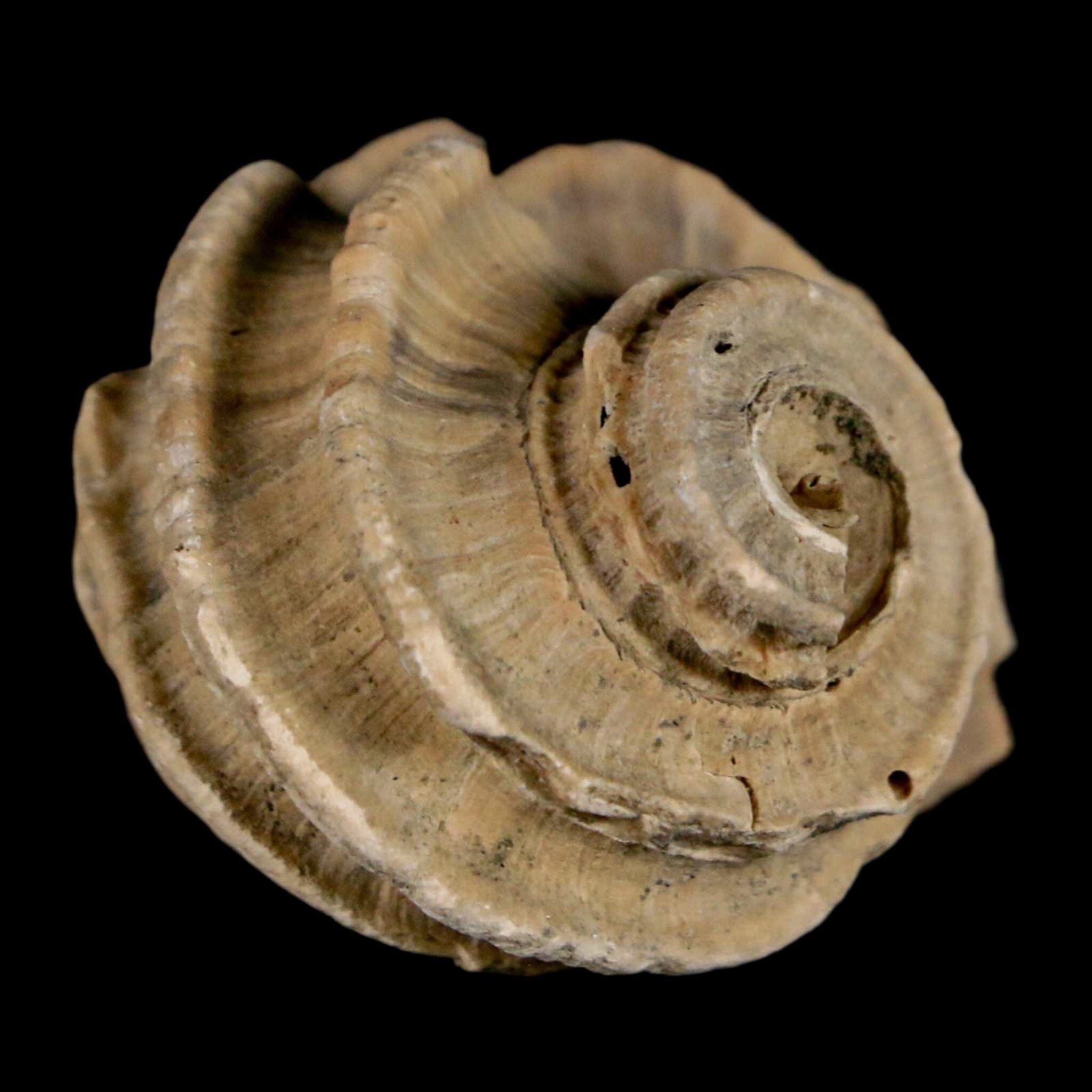 1.6" Ecphora Gardnerae Gastropod Fossil Shell Lee Creek Miocene Epoch North Carolina - Fossil Age Minerals