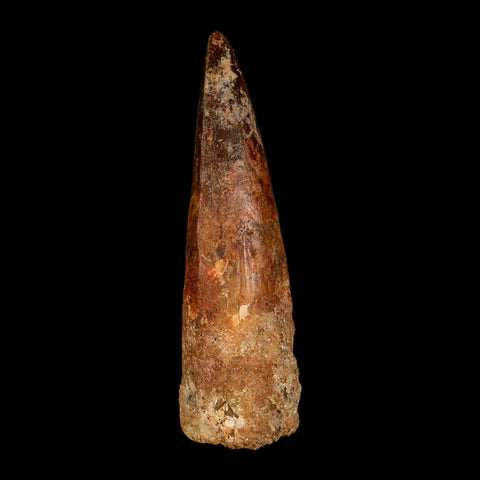 XL 3.9" Spinosaurus Fossil Tooth 100 Million Years Old Cretaceous Dinosaur COA - Fossil Age Minerals