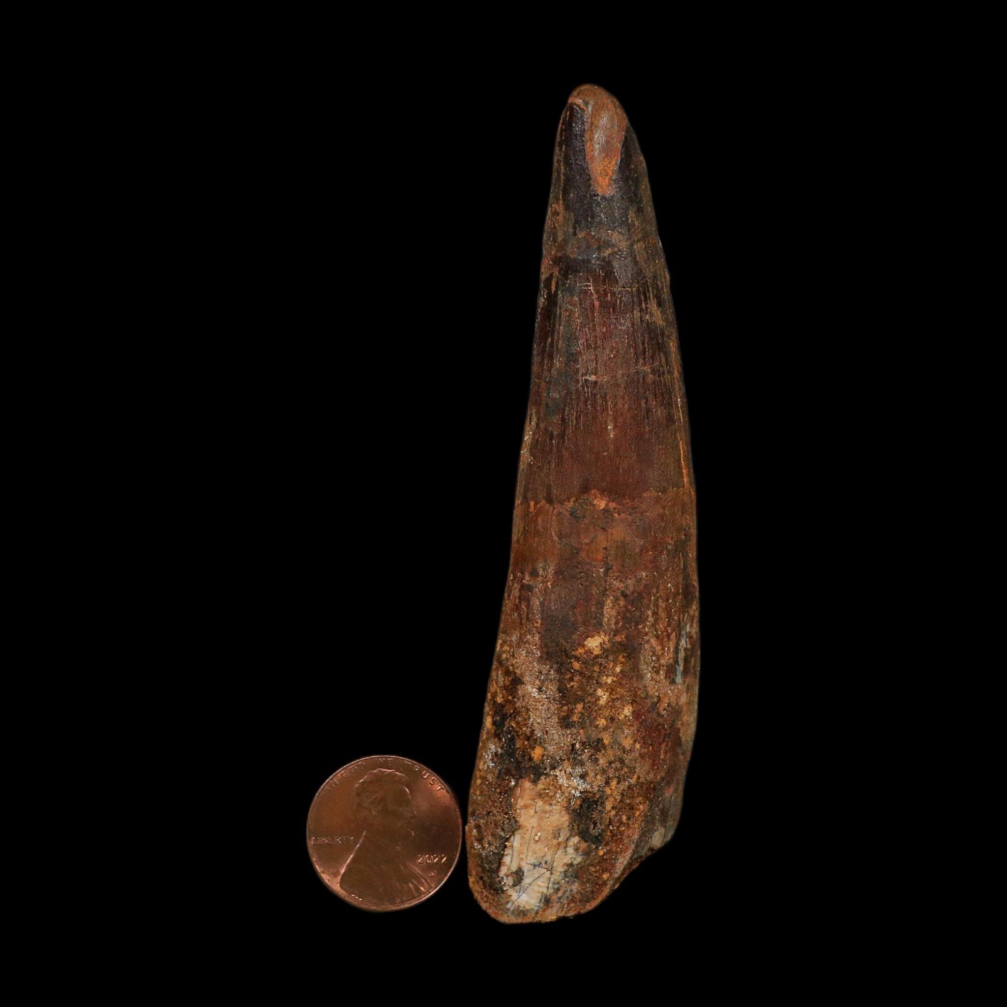 XL 3.8" Spinosaurus Fossil Tooth 100 Million Years Old Cretaceous Dinosaur COA