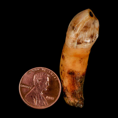 1.8" Extinct Cave Bear Ursus Spelaeus Incisor Tooth Rooted Pleistocene Age COA, Stand