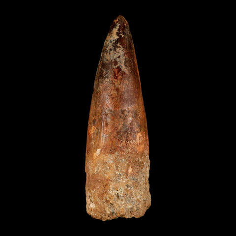 XL 3.9" Spinosaurus Fossil Tooth 100 Million Years Old Cretaceous Dinosaur COA - Fossil Age Minerals