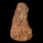 2.7" Pachycephalosaurus Dinosaur Fossil Limb Bone Lance Creek Wyoming COA