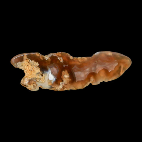 2.9" Agatized Coral Slab Fossil Oligocene and Miocene Epochs Tampa Bay Florida