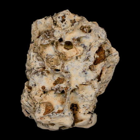 1.1" Tyrannosaurus Rex Fossil Bone Dinosaur Lance Creek Formation Wyoming COA
