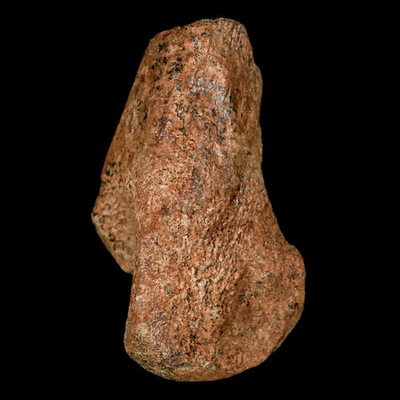 2.7" Pachycephalosaurus Dinosaur Fossil Limb Bone Lance Creek Wyoming COA