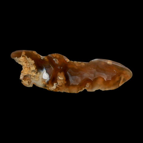 2.9" Agatized Coral Slab Fossil Oligocene and Miocene Epochs Tampa Bay Florida