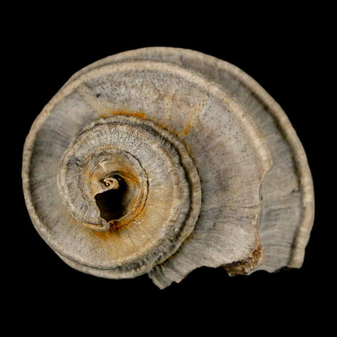 2.1" Ecphora Gardnerae Gastropod Fossil Shell Lee Creek Miocene Epoch North Carolina - Fossil Age Minerals