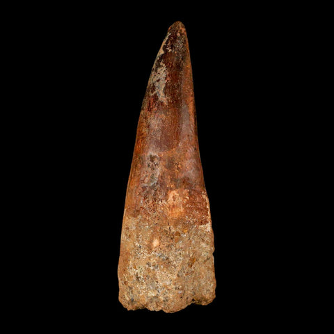 XL 3.9" Spinosaurus Fossil Tooth 100 Million Years Old Cretaceous Dinosaur COA - Fossil Age Minerals