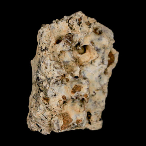 1.1" Tyrannosaurus Rex Fossil Bone Dinosaur Lance Creek Formation Wyoming COA
