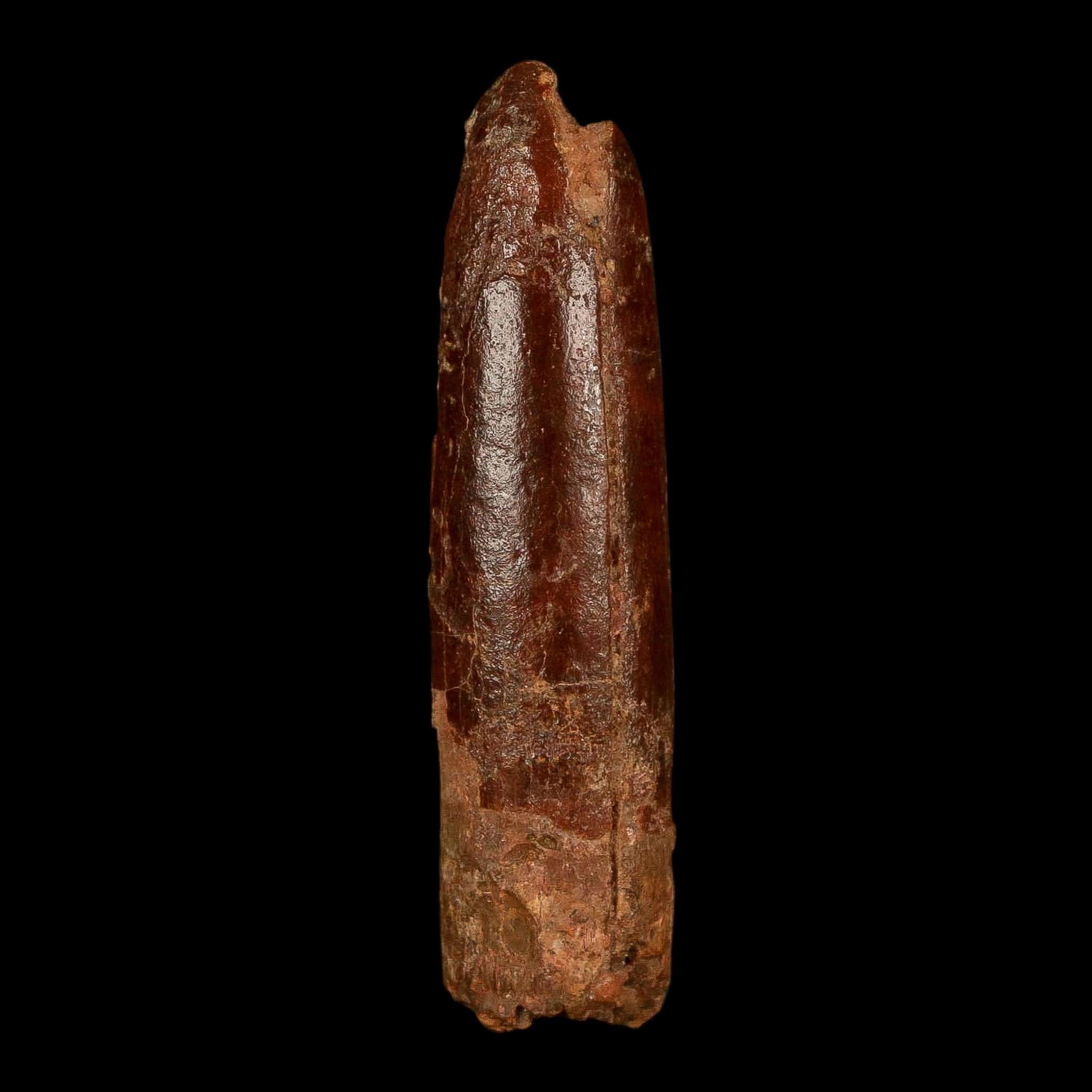 1.8" Rebbachisaurus Sauropod Fossil Tooth Early Cretaceous Dinosaur COA, Stand - Fossil Age Minerals