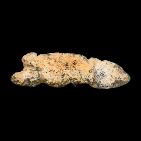 2.9" Agatized Coral Slab Fossil Oligocene and Miocene Epochs Tampa Bay Florida