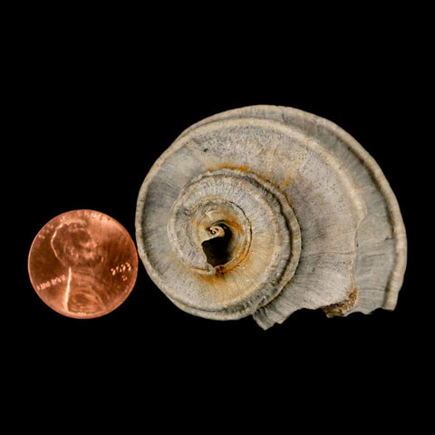 2.1" Ecphora Gardnerae Gastropod Fossil Shell Lee Creek Miocene Epoch North Carolina - Fossil Age Minerals