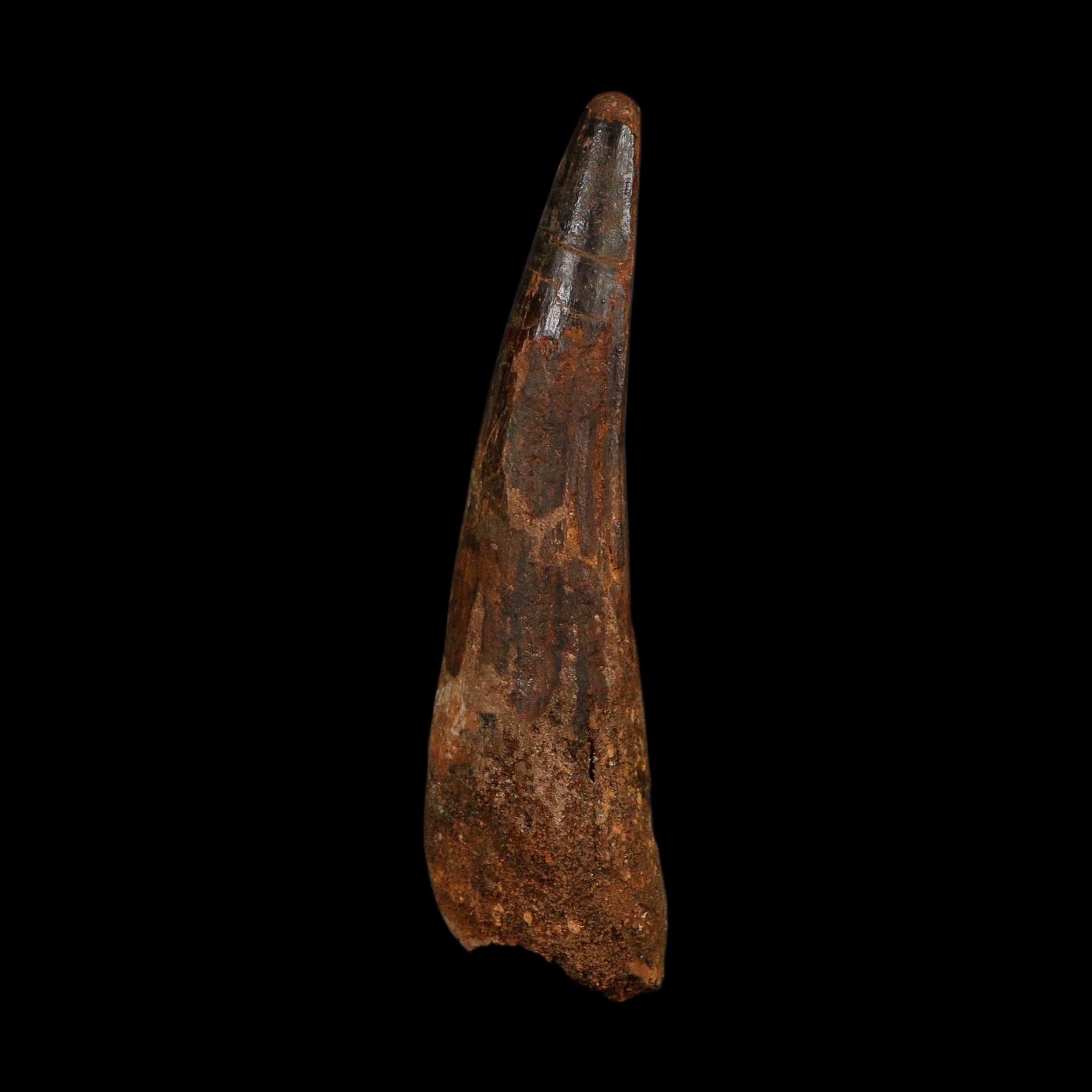 XL 3.8" Spinosaurus Fossil Tooth 100 Million Years Old Cretaceous Dinosaur COA