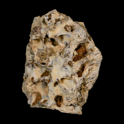 1.1" Tyrannosaurus Rex Fossil Bone Dinosaur Lance Creek Formation Wyoming COA