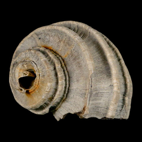 2.1" Ecphora Gardnerae Gastropod Fossil Shell Lee Creek Miocene Epoch North Carolina - Fossil Age Minerals