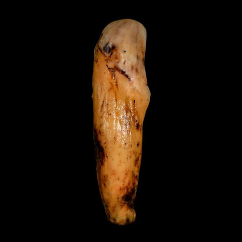 1.8" Extinct Cave Bear Ursus Spelaeus Incisor Tooth Rooted Pleistocene Age COA, Stand