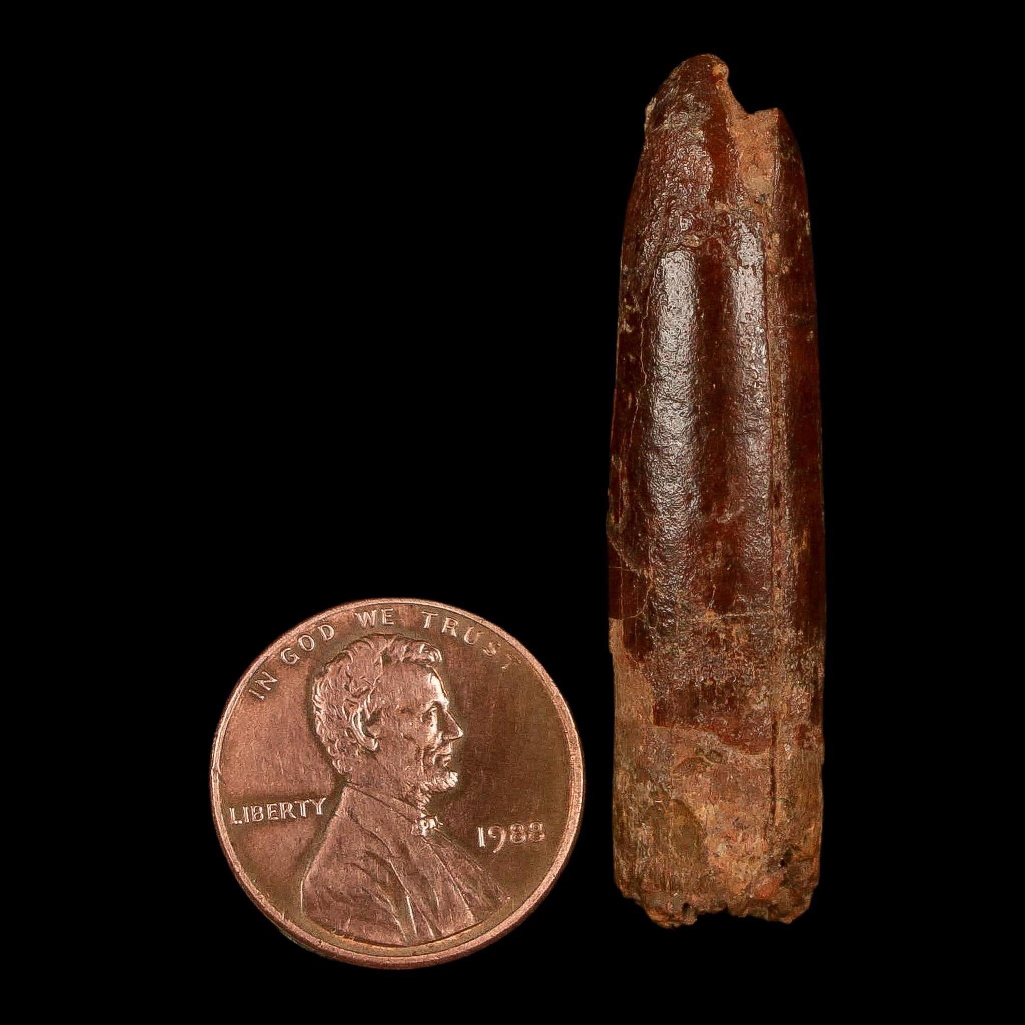1.8" Rebbachisaurus Sauropod Fossil Tooth Early Cretaceous Dinosaur COA, Stand - Fossil Age Minerals