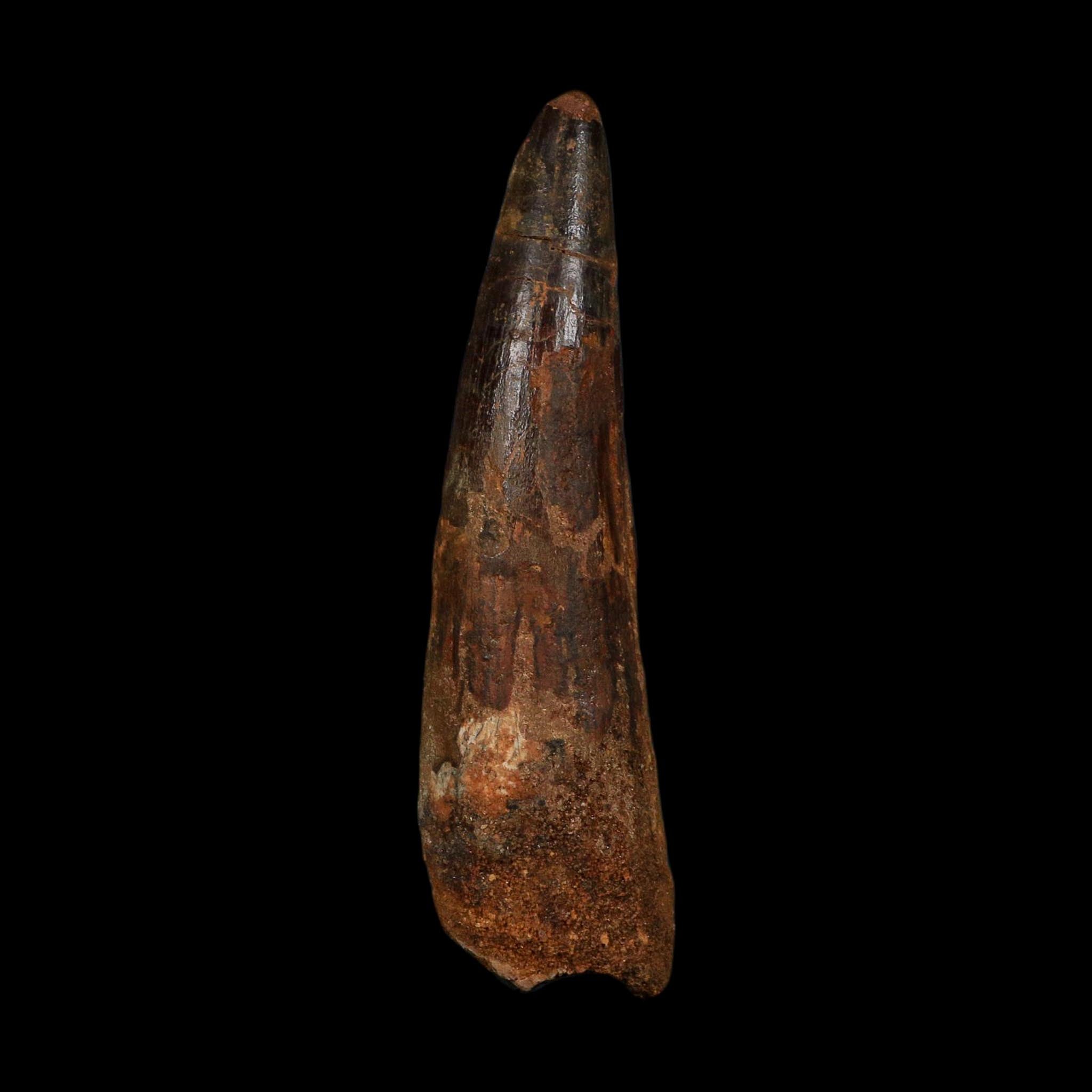 XL 3.8" Spinosaurus Fossil Tooth 100 Million Years Old Cretaceous Dinosaur COA