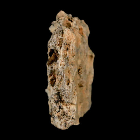 1.1" Tyrannosaurus Rex Fossil Bone Dinosaur Lance Creek Formation Wyoming COA