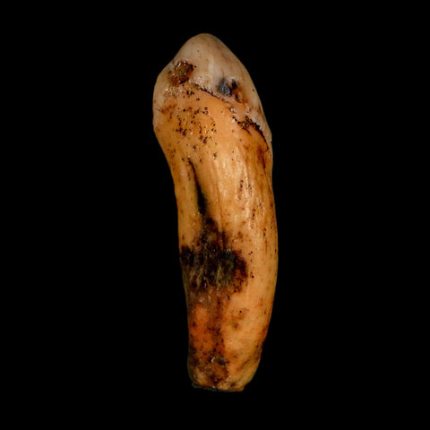 1.8" Extinct Cave Bear Ursus Spelaeus Incisor Tooth Rooted Pleistocene Age COA, Stand
