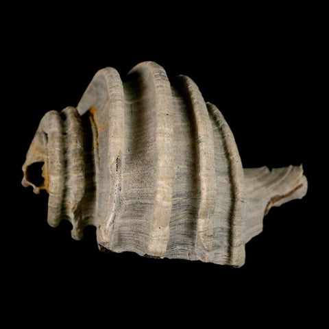 2.1" Ecphora Gardnerae Gastropod Fossil Shell Lee Creek Miocene Epoch North Carolina - Fossil Age Minerals