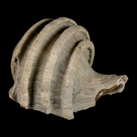 2.1" Ecphora Gardnerae Gastropod Fossil Shell Lee Creek Miocene Epoch North Carolina - Fossil Age Minerals