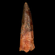 XL 4" Spinosaurus Fossil Tooth 100 Million Years Old Cretaceous Dinosaur COA