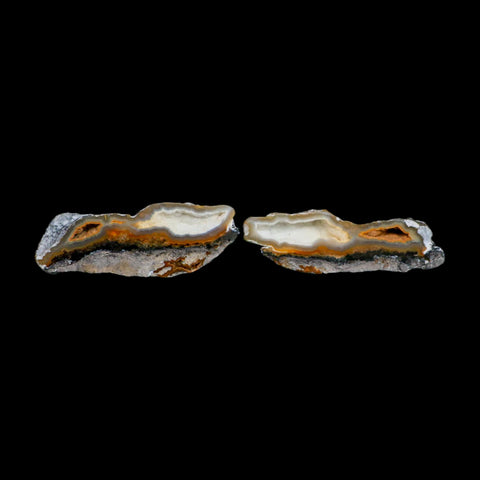 2.6" Agatized Coral Slabs Fossil Oligocene and Miocene Epochs Suwannee River Florida