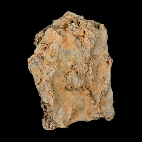 1.1" Tyrannosaurus Rex Fossil Bone Dinosaur Lance Creek Formation Wyoming COA